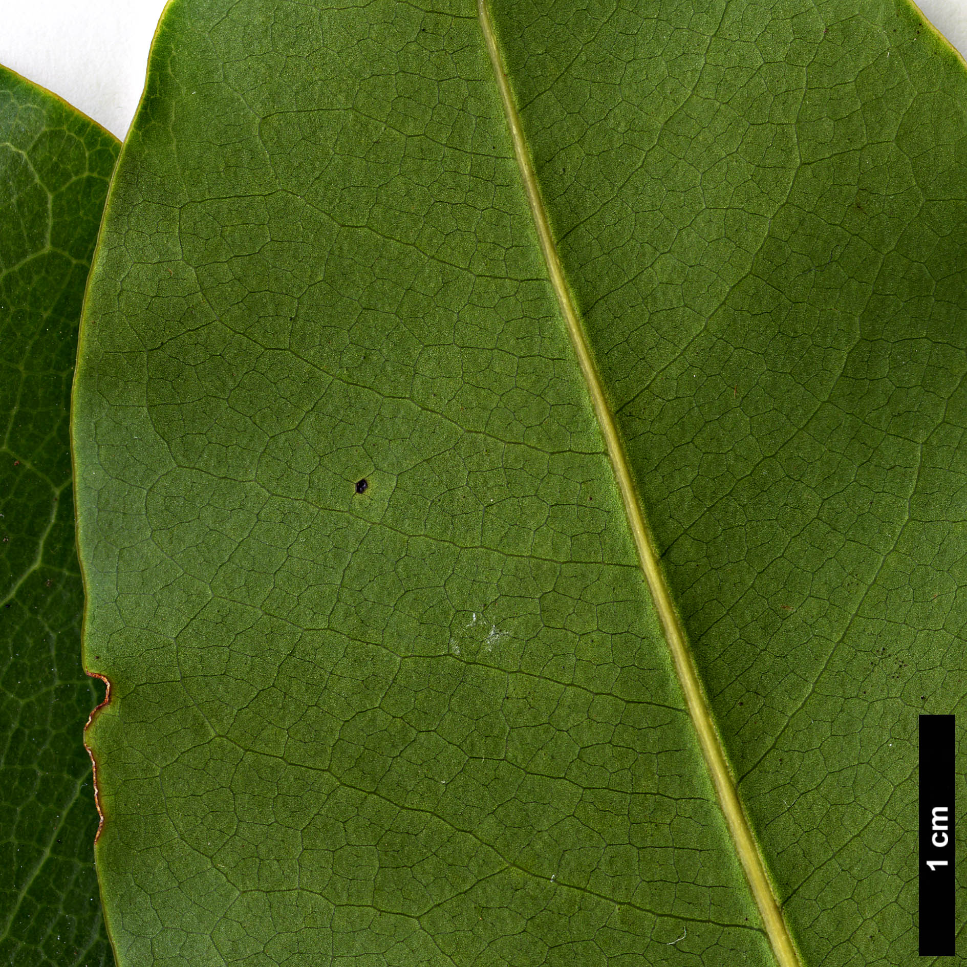 High resolution image: Family: Magnoliaceae - Genus: Magnolia - Taxon: cathcartii 